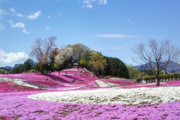 Shibazakura Festival in Misato