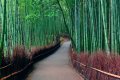 Arashiyama