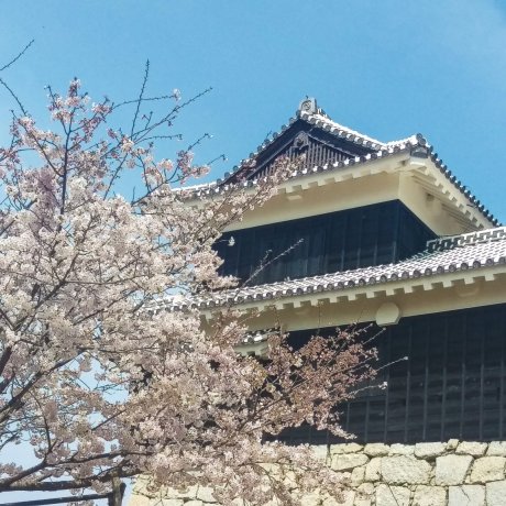 Cherry Blossom in Shikoku
