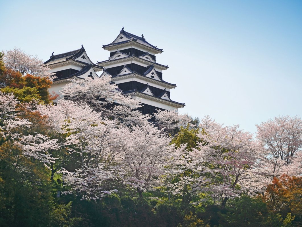 Ozu Castle in cherry blossom season