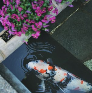 Koi swimming in clear waters