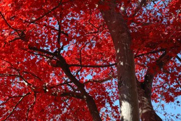 Momiji Festival at Togo Park