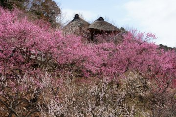 Mount Tsukuba Plum Festival