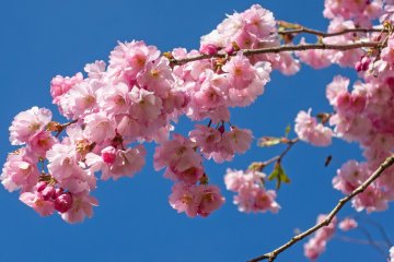 Shiroijuku Double Cherry Blossom Festival