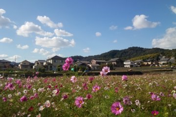 Cosmos Season at Kinryu Park