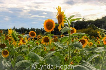 Sayama Sunflower Maze