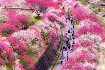 Achi Village Peach Blossom Festival