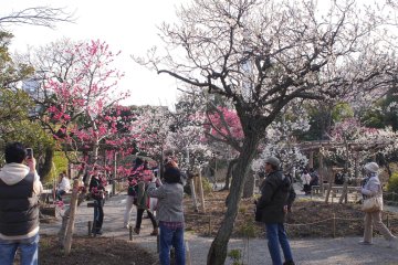 Mukojima Hyakkaen Plum Festival