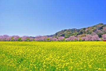 Minamiizu Sakura and Nanohana Festival