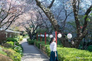 Takanawa Sakura Festival