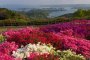 Nagushiyama Azalea Festival
