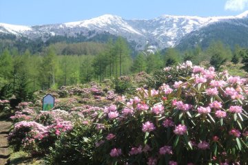 Asama Kogen Rhododendron Festival