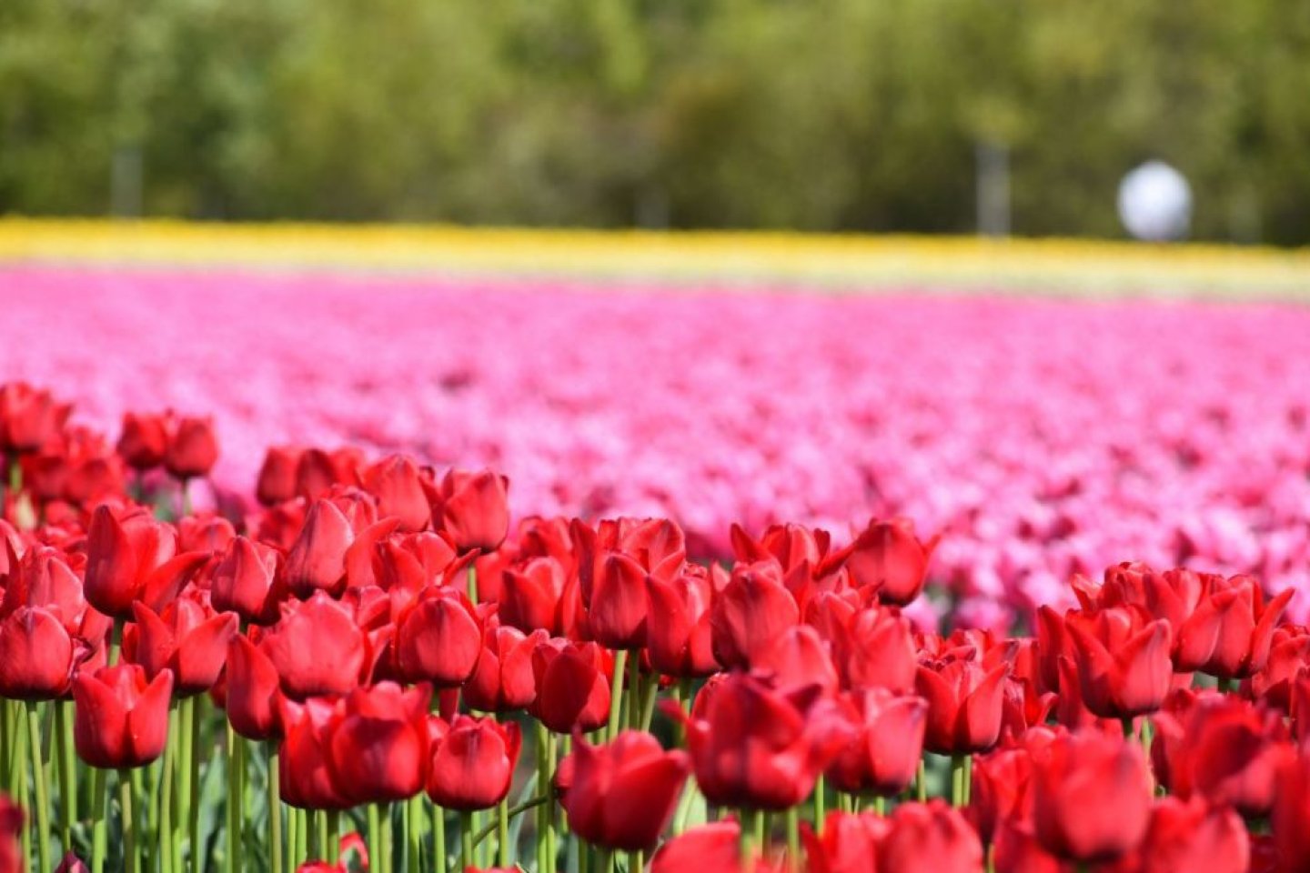 Tainai City Tulip Festival