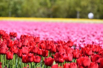 Tainai City Tulip Festival