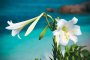 Ie Island Lily Festival