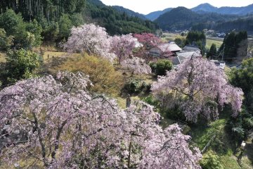 Kahoen Sakura Festival