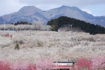 Misato Plum Festival