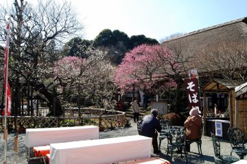 Keiō Mogusaen Plum Festival