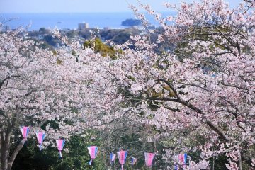 Kinugasa Sakura Festival