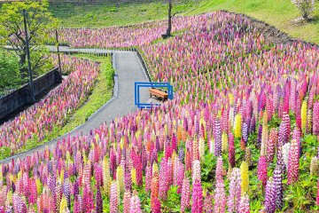 Spring Hill Lupine Festival