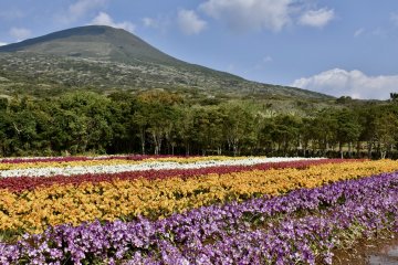 Hachijojima Freesia Festival