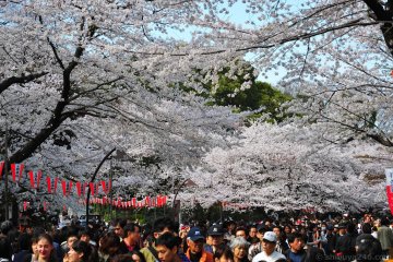 Ueno Cherry Blossom Festival
