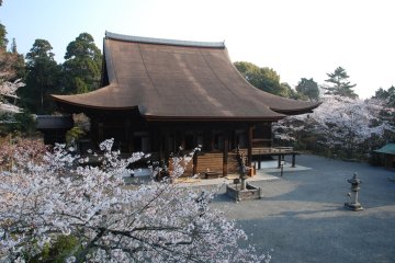 Mii-dera Cherry Blossom Awa Odori