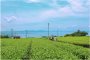 Inside Nagasaki’s Tea World with Nagasaki Ikedoki Tea Tours