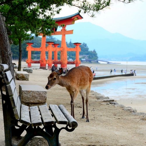 A shrine deer