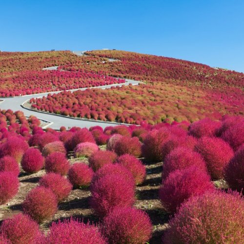 Vibrant kochia plants in autumn