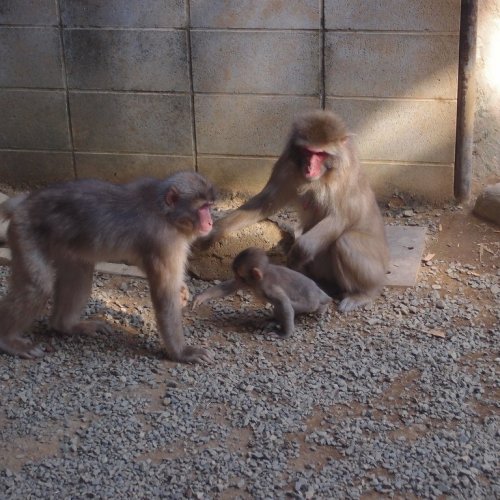 Macaques